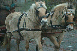 Pferdekutsche, Ort der Verführung