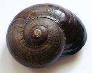 Schnecke - Zutat für Liebeszauber